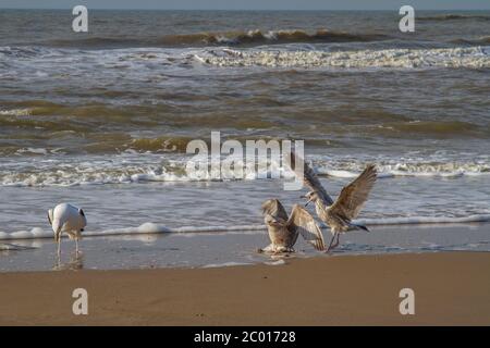 Drei Möwen am Strand der Nordsee Stockfoto