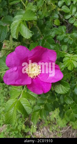 Foto einer leuchtend blühenden Hagebuttenblume auf einem Hintergrund von Blättern Stockfoto