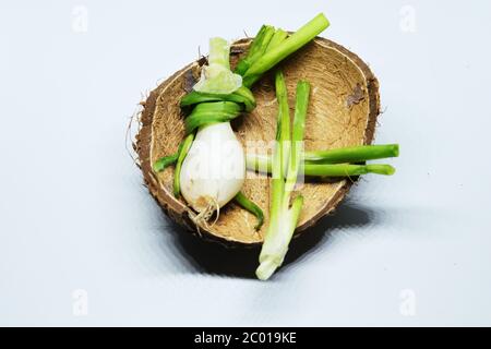Frische Grüne Frühlingszwiebel Mit Wurzeln Auf Einem Isolierten Weißen Hintergrund Stockfoto