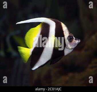 Wimpel coralfish Unterwasser Stockfoto