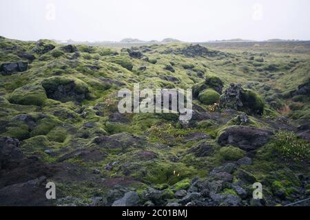 Schöne Landschaft mit Wollmoos an einem regnerischen Tag in Island, Herbstzeit Stockfoto