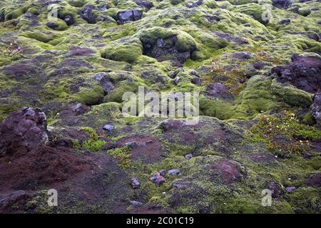 Schöne Landschaft mit Wollmoos an einem regnerischen Tag in Island, Herbstzeit Stockfoto