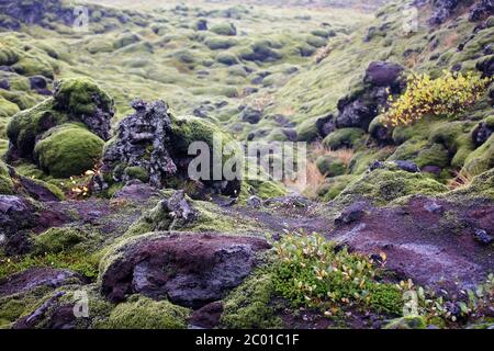 Schöne Landschaft mit Wollmoos an einem regnerischen Tag in Island, Herbstzeit Stockfoto