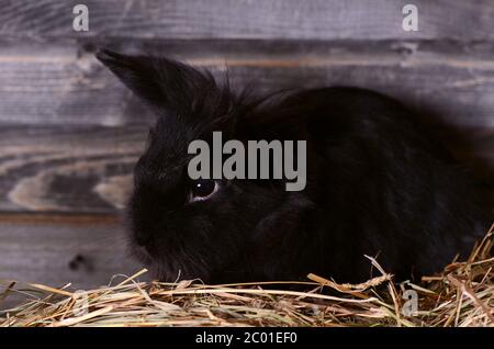 Das schwarze kleine Kaninchen Stockfoto