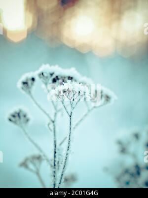 Winterlandschaft. Winter-Szene Stockfoto