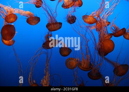 Pazifische Meerwasserquallen schwimmen ziellos in ihrem Gehege im Monterey Bay Aquarium in Kalifornien, USA. Stockfoto