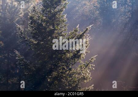 Sonnenstrahlen in Nadelwäldern Stockfoto