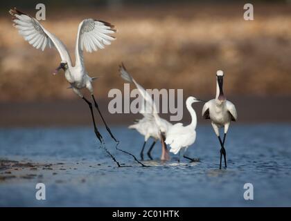 Eurasischer Löffler (Platalea leucorodia), oder gewöhnlicher Löffler Stockfoto