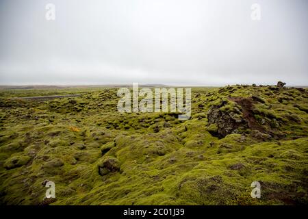 Schöne Landschaft mit Wollmoos an einem regnerischen Tag in Island, Herbstzeit Stockfoto