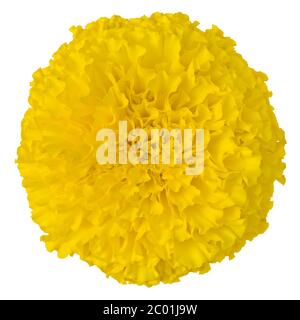 Gelbe Ringelblume isoliert auf weiß Stockfoto