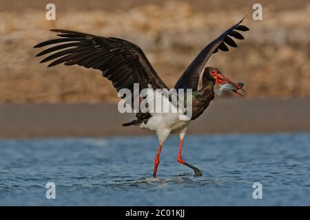 Schwarzstorch (Ciconia nigra) versucht, Tilapia St. Peter's Fisch schlucken Stockfoto