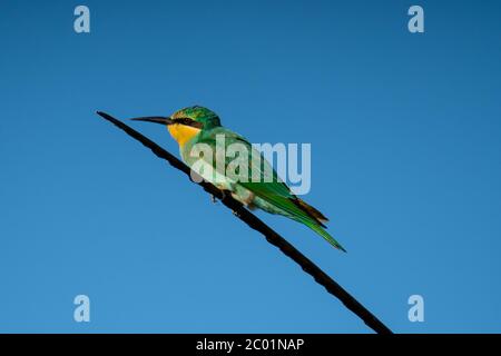 Blauwabenfresser (Merops persicus) Stockfoto