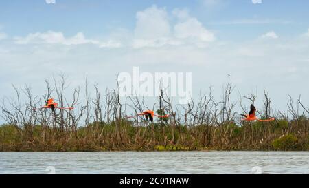 Ibis Red flattern über dem Meer in mexiko Stockfoto