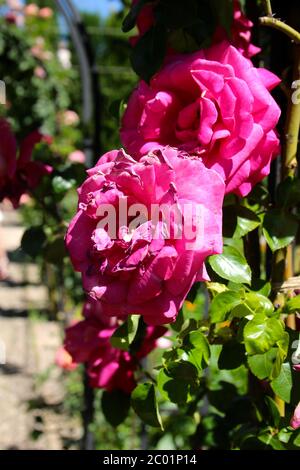 Rosafarbene Rosen in voller Blüte in den Gärten der Alhambra an einem heißen, sonnigen Tag Granada Andalusien Spanien Stockfoto