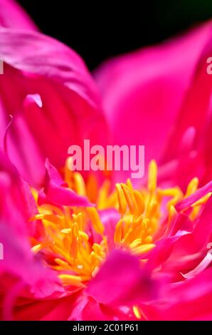 Rosa Baum Pfingstrose Blume Stockfoto