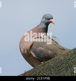 Holztaube (Columba palumbus) Erwachsener auf einem Hausdach Stockfoto