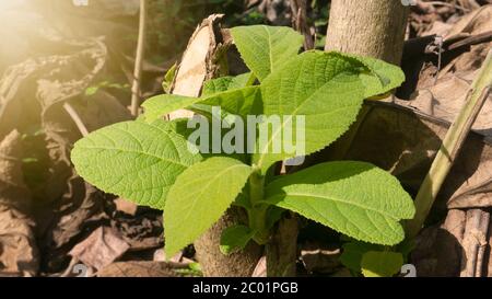 Teakholz-Triebe, einer der Bäume, die in den Tropen mit schönen Texturen für Möbel leben Stockfoto