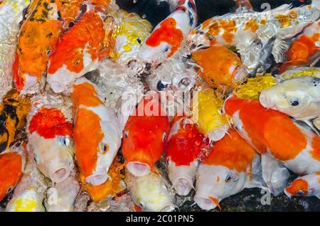 Bunt viele Koi Karpfen Fisch Stockfoto