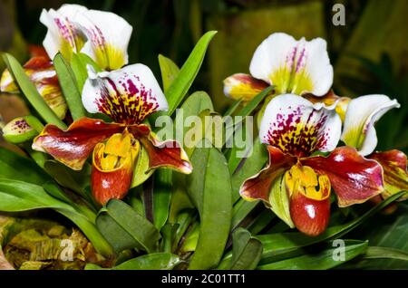 Pantoffel Orchidee ( Paphiopedilum ) exotische Blumen Stockfoto