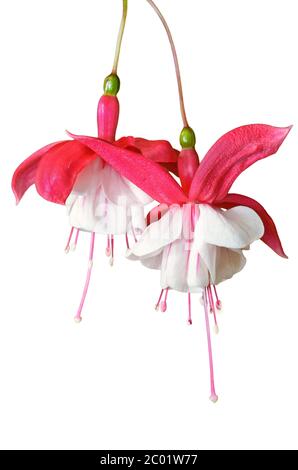 Lady's Eardrops ( Fuchsia ) Blüten isoliert auf weiß Stockfoto