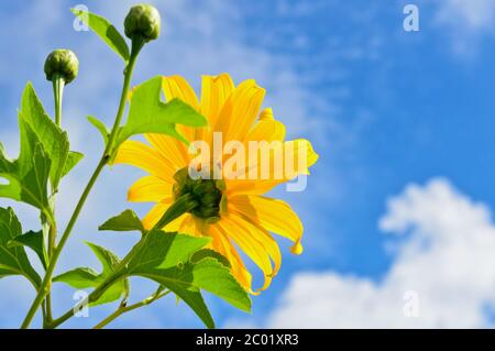 Mexikanische Sonnenblume Weed, Blumen sind leuchtend gelb Stockfoto