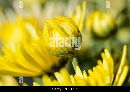 Nahaufnahme Knospen gelb Chrysanthemum morifolium Blüten Stockfoto