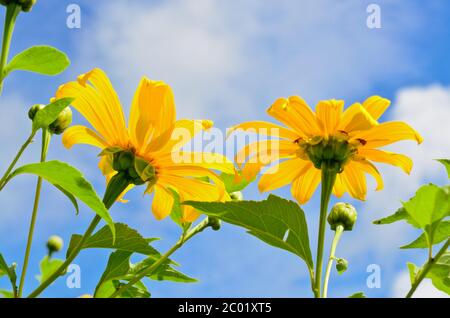 Mexikanische Sonnenblume Weed, Blumen sind leuchtend gelb Stockfoto