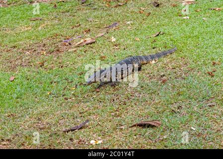 Wasser-Monitor (Varanus Salvator), manchmal auch als irrtümlich Komodo Drachen Stockfoto