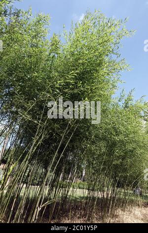 Phyllostachys humilis, lange Bambusstiele gegen den blauen Himmel hohe Gartenpflanzen Stockfoto