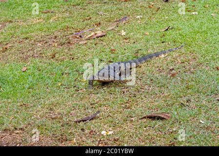 Wasser-Monitor (Varanus Salvator), manchmal auch als irrtümlich Komodo Drachen Stockfoto