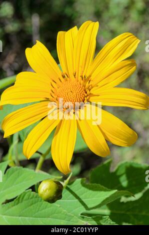 Mexikanische Sonnenblume Weed, Blumen sind leuchtend gelb Stockfoto