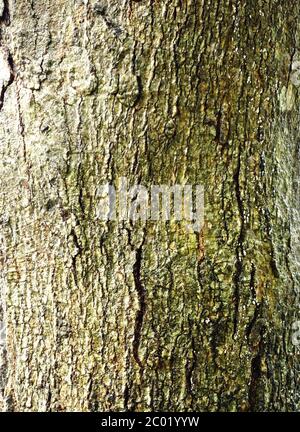Baumrinde Stockfoto