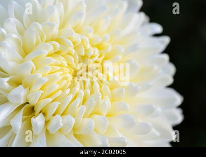 Nahaufnahme der weißen Chrysanthemum morifolium Blume Stockfoto