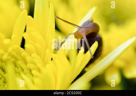 Nahaufnahme Schnecke auf gelben Chrysanthemum Blüten Stockfoto