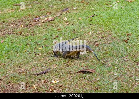 Wasser-Monitor (Varanus Salvator), manchmal auch als irrtümlich Komodo Drachen Stockfoto
