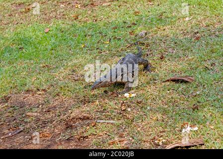 Wasser-Monitor (Varanus Salvator), manchmal auch als irrtümlich Komodo Drachen Stockfoto