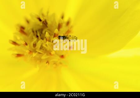 Winzige Insekten ernähren sich von gelben Pollen Stockfoto