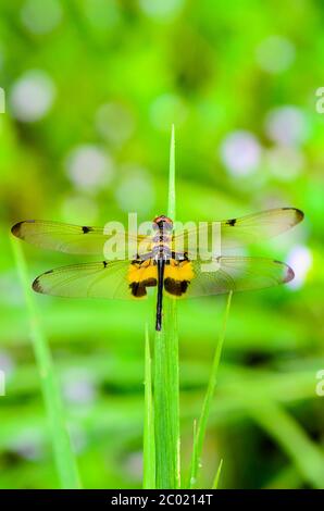 Libelle mit schwarzen und gelben Markierungen an den Flügeln Stockfoto