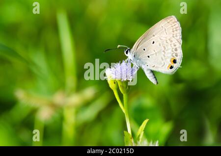 Cycad Blau oder Ebenen Amor Schmetterling ( Chilades pandava) Stockfoto