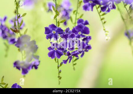 Golden Dew Drop oder Sky Flower (Duranta erecta) Stockfoto