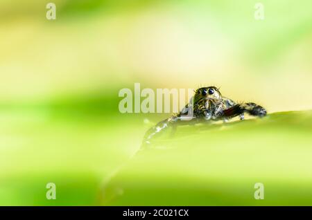 Hasarius adansoni (sprinende Spinne) Stockfoto