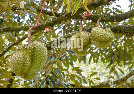 Durian auf Baum König der Früchte in Thailand Stockfoto