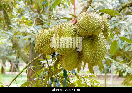 Durian auf Baum König der Früchte in Thailand Stockfoto