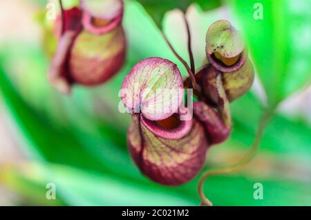 Nepenthes, Monkey Cup oder Tropical Pitcher Pflanze Stockfoto