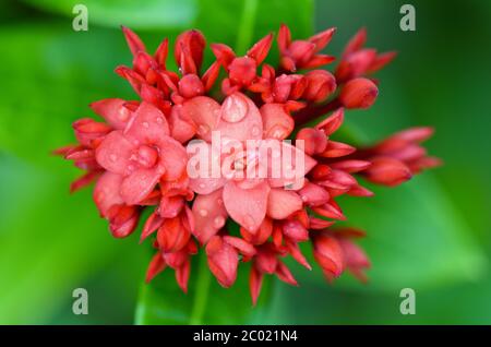 Rote Blume des westindischen Jasmins ( Ixora chinensis Lamk ) Stockfoto