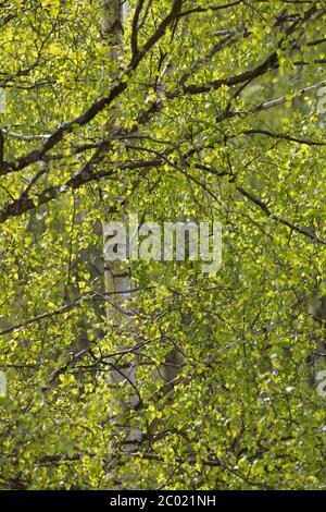 Hänge-Birke, Birke, Sand-Birke, Hängebirke, Sandbirke, Weißbirke, Blatt, Blätter, Birkenblätter, Betula pendula, Europäische Weiße Birke, Silberbirke, w Stockfoto