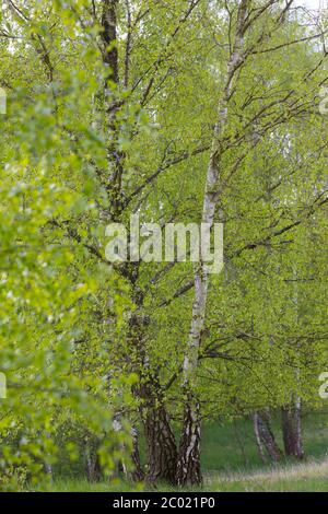 Hänge-Birke, Birke, Sand-Birke, Hängebirke, Sandbirke, Weißbirke, Blatt, Blätter, Birkenblätter, Betula pendula, Europäische Weiße Birke, Silberbirke, w Stockfoto