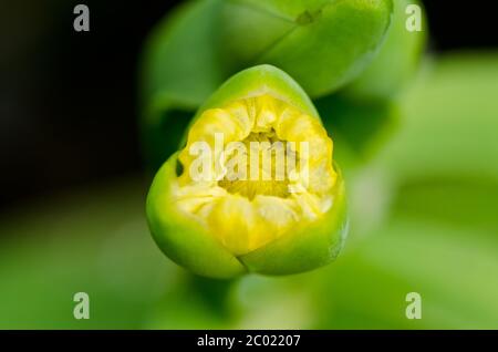 Limnocharis flava oder Gelbe Burr Head Blume Stockfoto