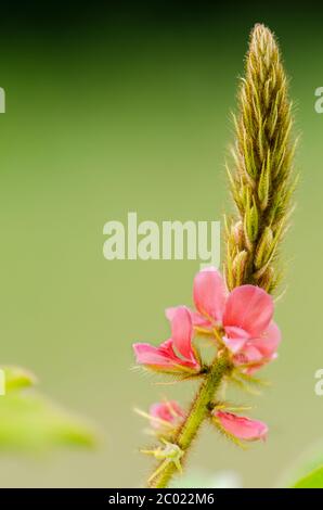 Kleine Rispe von rosa Blume in der Wiese Stockfoto