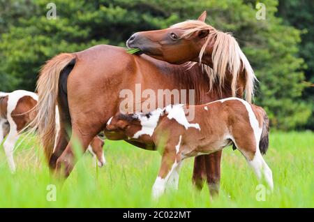 Pferd Fohlen saugen von Mutter Stockfoto